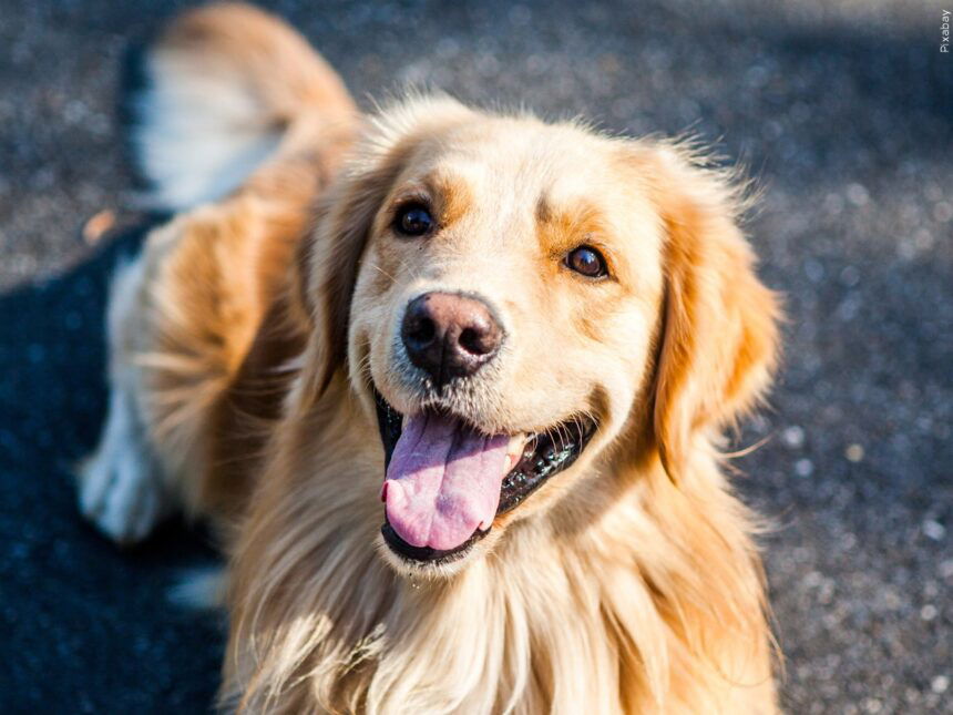 SLO County Provides Summer Heat and Fourth of July Safety Tips for your Pet