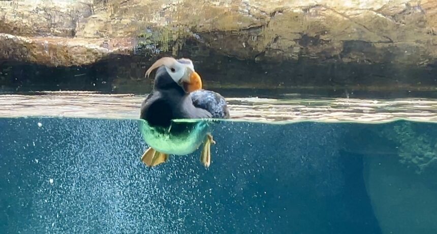 Lots to see at SeaWorld in San Diego this summer