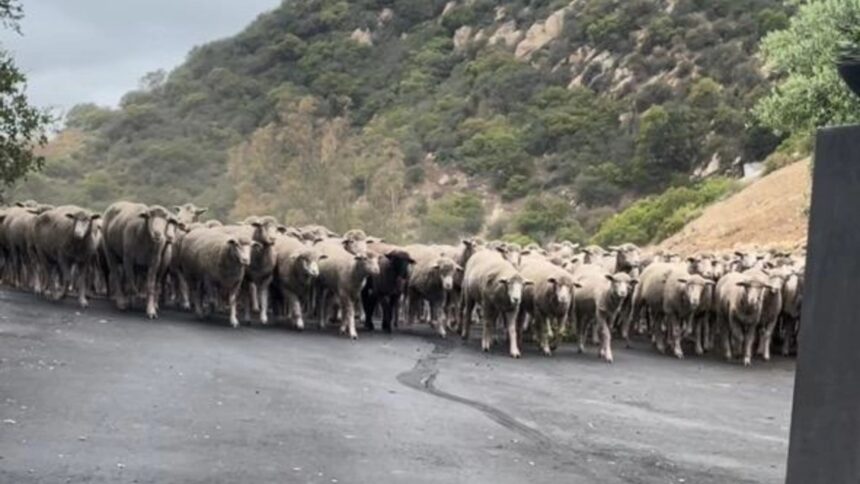 Santa Barbara CHP Officers Help Round Up 300 Fluffy Escapees