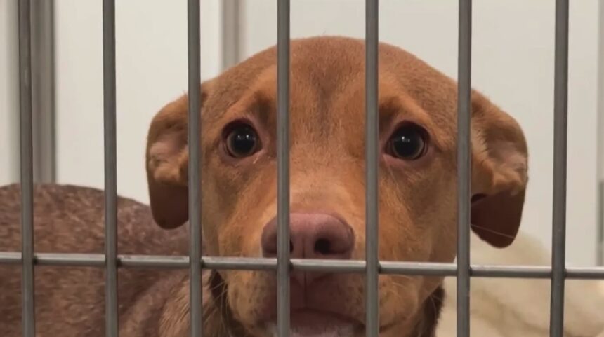 Pandemic-era puppies, kittens now filling San Francisco shelters beyond capacity