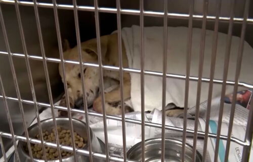 El Departamento de Control Animal del Condado de Riverside envió perros y gatitos a otros estados