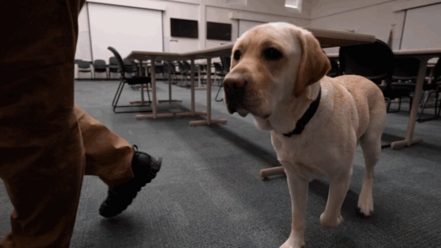 Meet Mozart, the electronic detection K9 sniffing out evidence in Tri-State child pornography cases