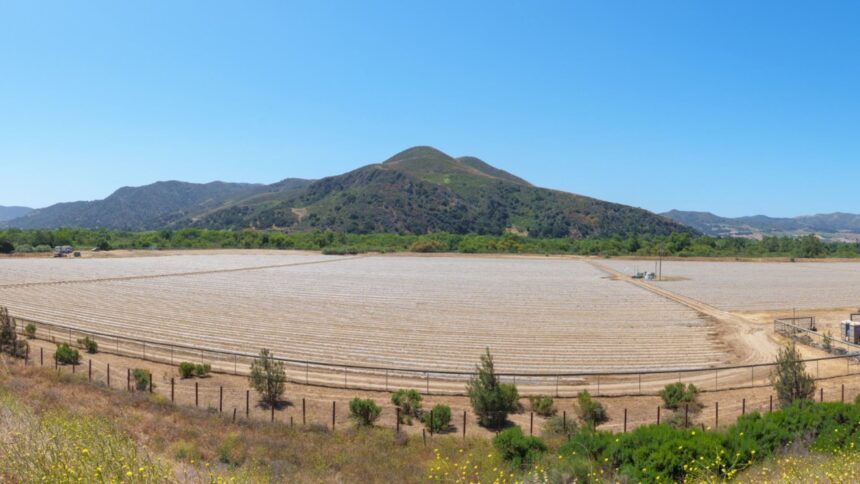 Vintner vs. Cannabis Grower: Feuding Neighbors in Wine Country