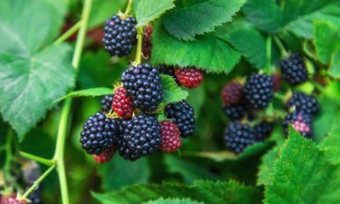 Blackberries joined the "Dirty Dozen" list after testing by the US Department of Agriculture.