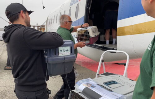 Refugios de RivCo se unen con organizaciones de rescate para transportar 102 animales a otros estados en medio de la sobrepoblación