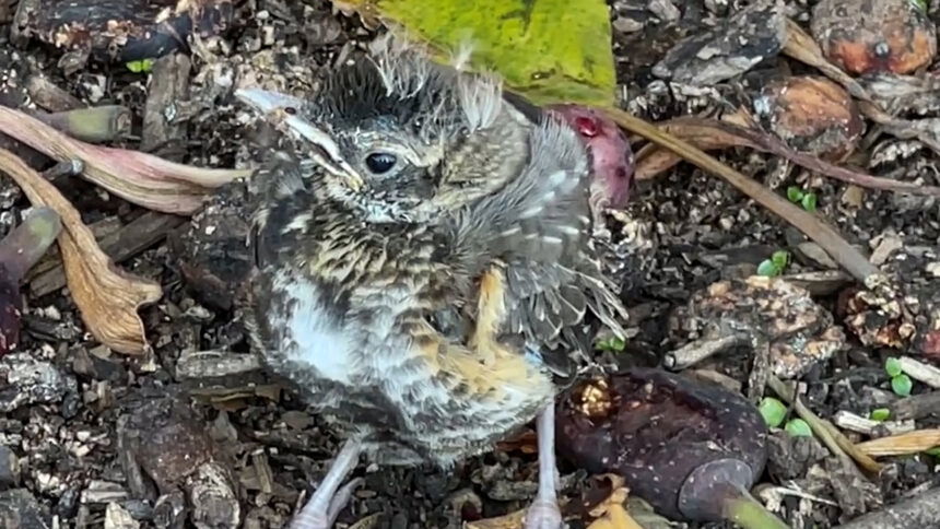 New A.I. tool helps Santa Barbara Wildlife Care Network relieve heavy burden of baby season