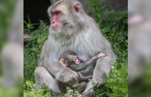 Twelve-year-old Japanese macaque