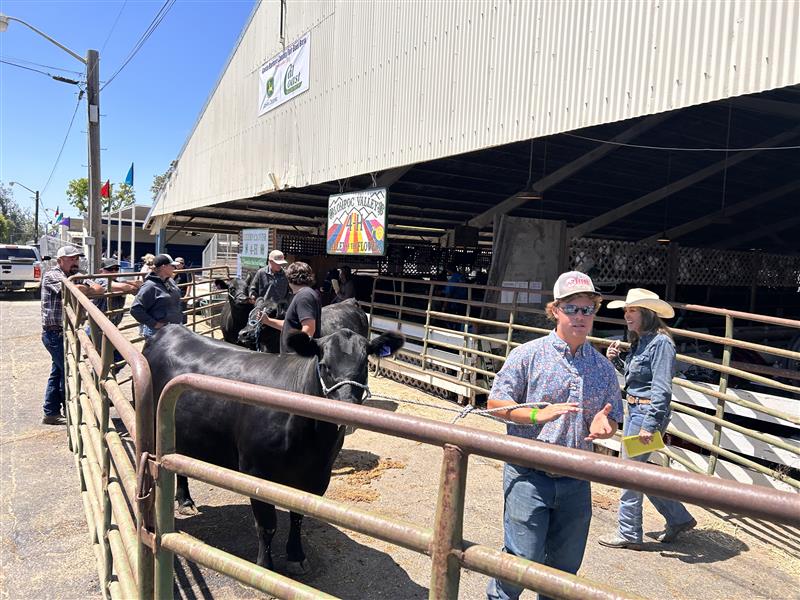 Local Agriculture Students kick off Junior Livestock Show before official start of Santa Barbara County Fair