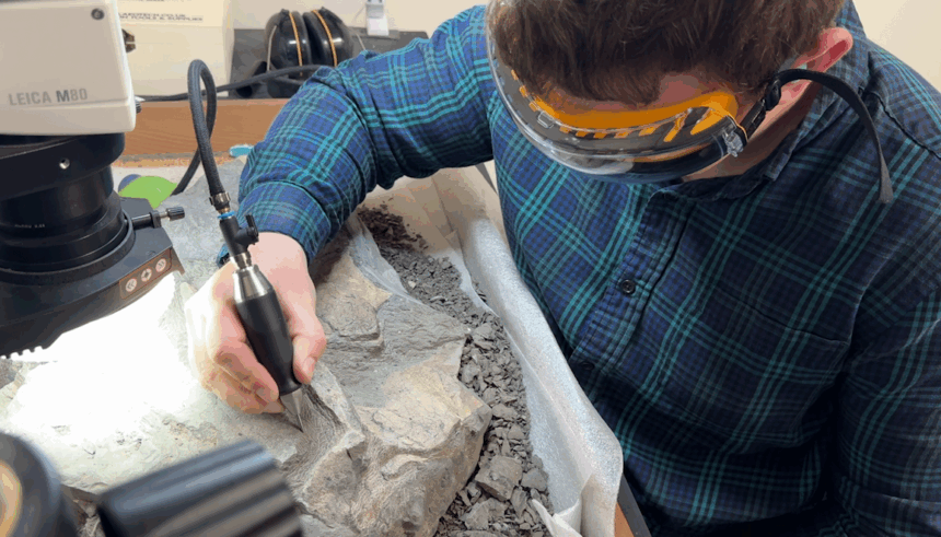 Preparations of 13 Million-Year-Old Whale Fossil Makes Progress at Santa Barbara Historical Museum