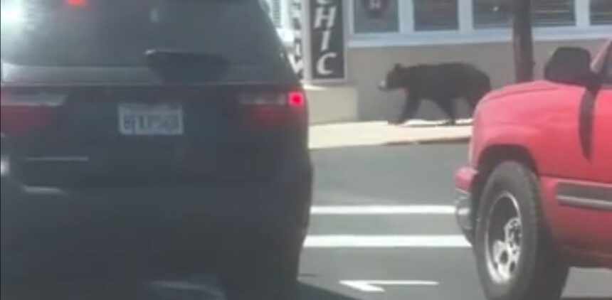 Young black bear spotted strolling through Pismo Beach Monday before being safely tranquilized