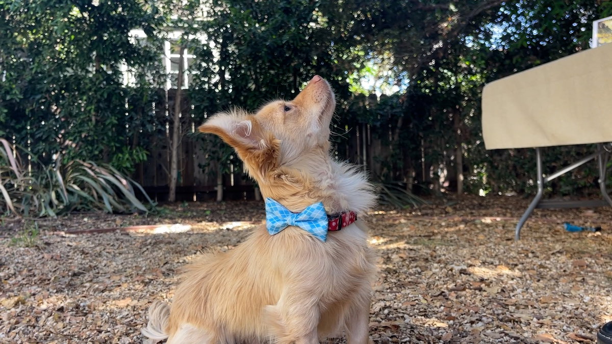 New Santa Barbara nonprofit saves dogs from “Death Row”